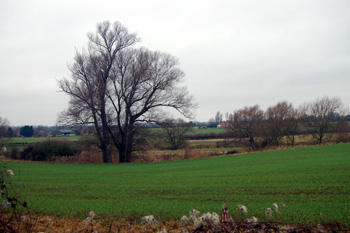 Looking towards the river between Milton Ernest Hall and The Old Mill February 2011